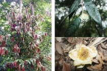 Tìm thấy trà mi quý hiếm ở Việt Nam