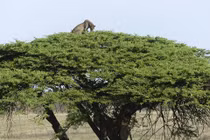 Sư tử rượt đuổi báo đốm và kết bất ngờ