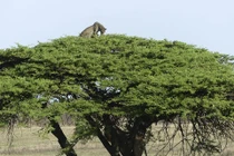 Sư tử rượt đuổi báo đốm và kết bất ngờ