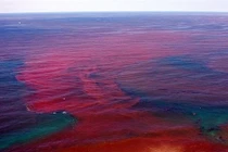 Nguyên nhân khiến đại dương “nhuộm màu máu” là gì?