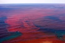 Nguyên nhân khiến đại dương “nhuộm màu máu” là gì?