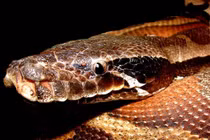 Loài trăn “đẹp như kiệt tác”, bị săn lùng ráo riết ở Việt Nam