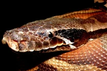 Loài trăn “đẹp như kiệt tác”, bị săn lùng ráo riết ở Việt Nam