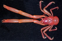 100 loài không tên dưới đáy biển sâu gây choáng