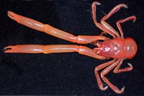 100 loài không tên dưới đáy biển sâu gây choáng