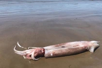 Mực khổng lồ to hơn người dạt vào bờ gây choáng váng
