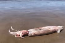 Mực khổng lồ to hơn người dạt vào bờ gây choáng váng