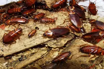 Động vật ai cũng kinh tởm, lại có bộ mặt tốt đẹp đến thế...