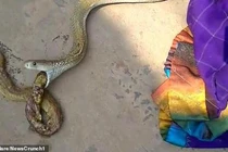 Cảnh hiếm: Rắn hổ mang khổng lồ nôn ra rắn nhỏ