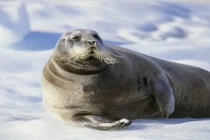 Sự thật thú vị về động vật sống tại vùng Bắc cực