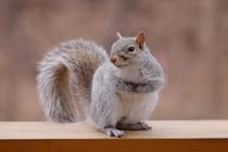 Những động vật có thai kỳ ngắn đến kinh ngạc