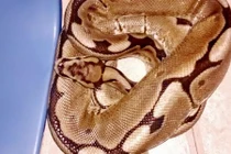 Trăn lẻn vào nhà, nằm ngủ cạnh người gây rùng mình