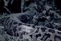 Trăn dài nhất thế giới nuốt chửng hươu làm bữa ăn cả năm