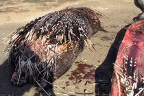 Liều lĩnh nuốt nhím, trăn đá Nam Phi bị đâm thủng bụng