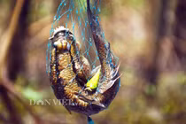 Thợ săn khét tiếng kể chuyện săn loài cá kỳ lạ nhất hành tinh