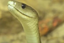 Những loài rắn độc nhất hành tinh, đoạt mạng với một nhát cắn