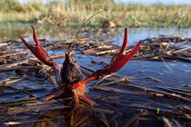 Những “quái thú” dân bắt được ở VN gây hiếu kỳ 