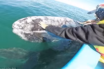 Bất ngờ với sự thật về làn da của loài cá voi xám