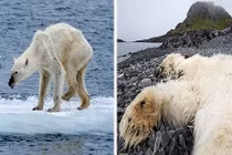 Những khung hình đầy ám ảnh về tiếng kêu gọi của Trái đất