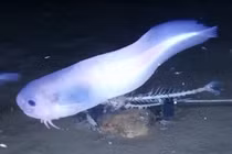 Loài cá lạ cứ lên bờ là "tan chảy"