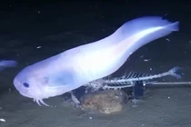 Loài cá lạ cứ lên bờ là "tan chảy"