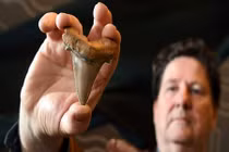 Tìm thấy răng cá mập khổng lồ dài gấp đôi cá mập trắng 