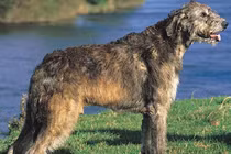 Khám phá thú vị 3 giống chó cao nhất thế giới