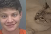 Tên trộm "dị" nhất quả đất, vào nhà chơi với mèo, bị phát hiện thì...