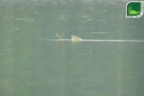 Có nhiều hy vọng khôi phục quần thể rùa Hoàn Kiếm