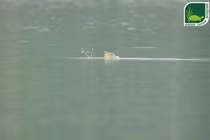 Có nhiều hy vọng khôi phục quần thể rùa Hoàn Kiếm