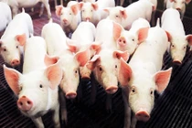 Phát hiện gien chịu trách nhiệm kích thước cơ thể của lợn