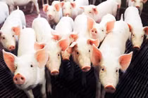 Phát hiện gien chịu trách nhiệm kích thước cơ thể của lợn