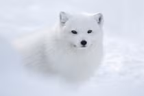 Những sinh vật nhìn vô hại nhưng sự thật rùng mình...