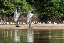 Kỳ thú động vật ở vùng đất ngập nước nhất thế giới