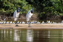 Kỳ thú động vật ở vùng đất ngập nước nhất thế giới