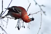 Động vật tiến hóa “dị” nhất TG, Việt Nam góp mặt