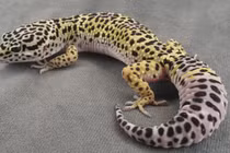 "Mổ xẻ" cách động vật sử dụng để tồn tại điên rồ nhất