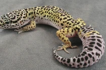 "Mổ xẻ" cách động vật sử dụng để tồn tại điên rồ nhất