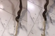 Hãi hùng rắn hổ mang gồng mình nôn ra thứ khó tin
