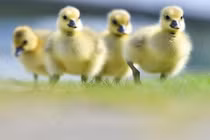 9 sự thật về loài vịt khiến bạn té ngửa