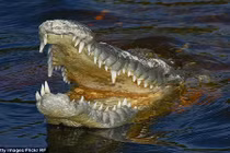 Rùng mình những lần cá sấu cắn xé người ăn thịt