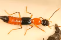 "Cơn bão" kiến ba khoang tái xuất, khám phá kinh ngạc loài vật này