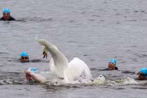 Thiên nga trắng hung dữ tấn công thí sinh bơi lội