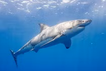 Kinh hoàng cá mập trắng "truy sát" người lướt sóng