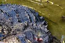 Cụ bà săn được cá sấu khổng lồ 3 tạ trong nháy mắt