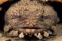 Loài cá nguy hiểm tiêu diệt được cả rắn biển cực độc