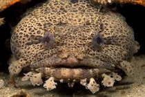 Loài cá nguy hiểm tiêu diệt được cả rắn biển cực độc