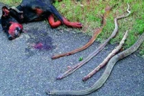 Xúc động chú chó hi sinh thân mình cứu chủ