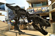 Chấn động công bố mới về khủng long bạo chúa