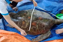 Tiết lộ thú vị về giống rùa biển vừa mắc lưới ngư dân Quảng Nam